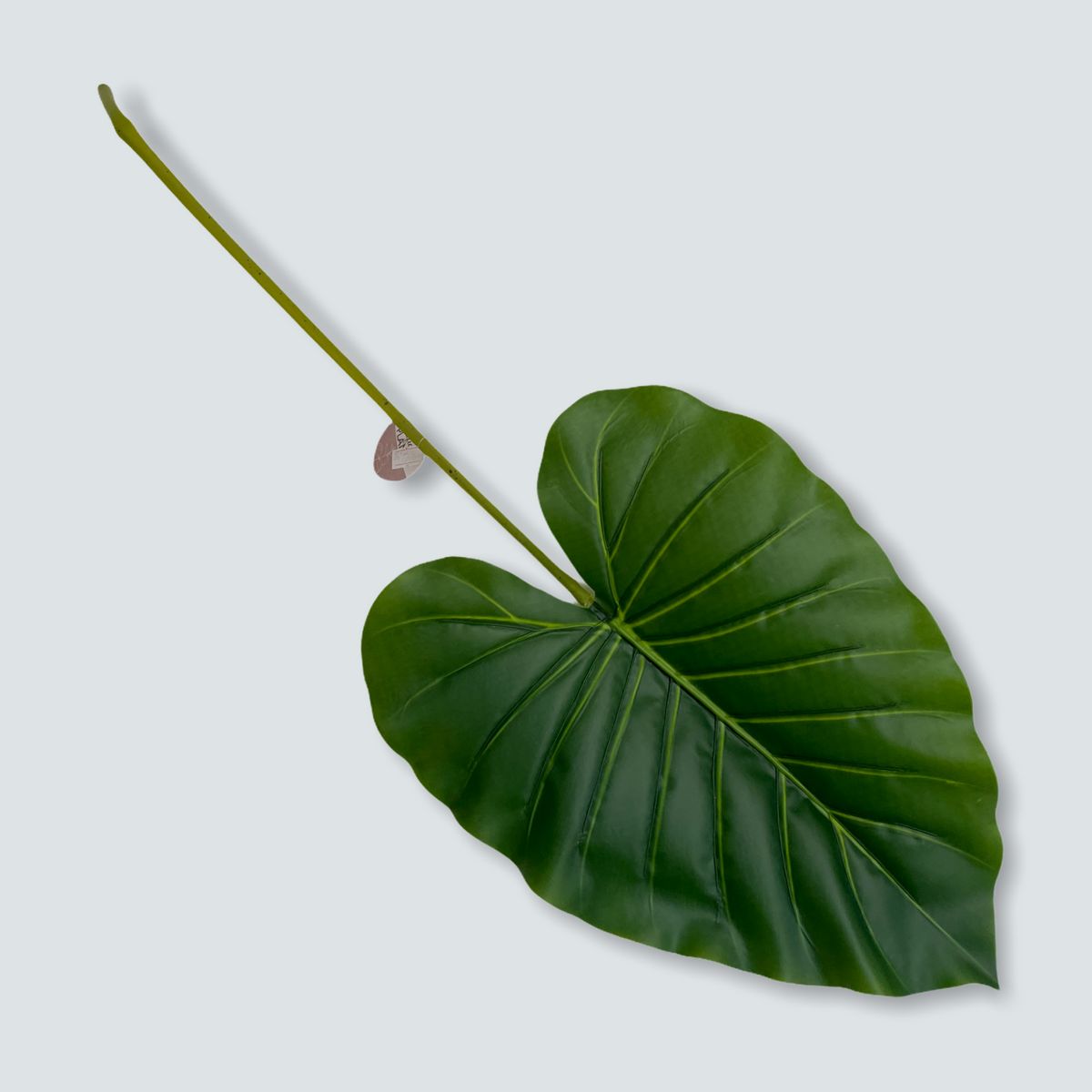 Outdoor Decoration Canna Leaf Dark Green