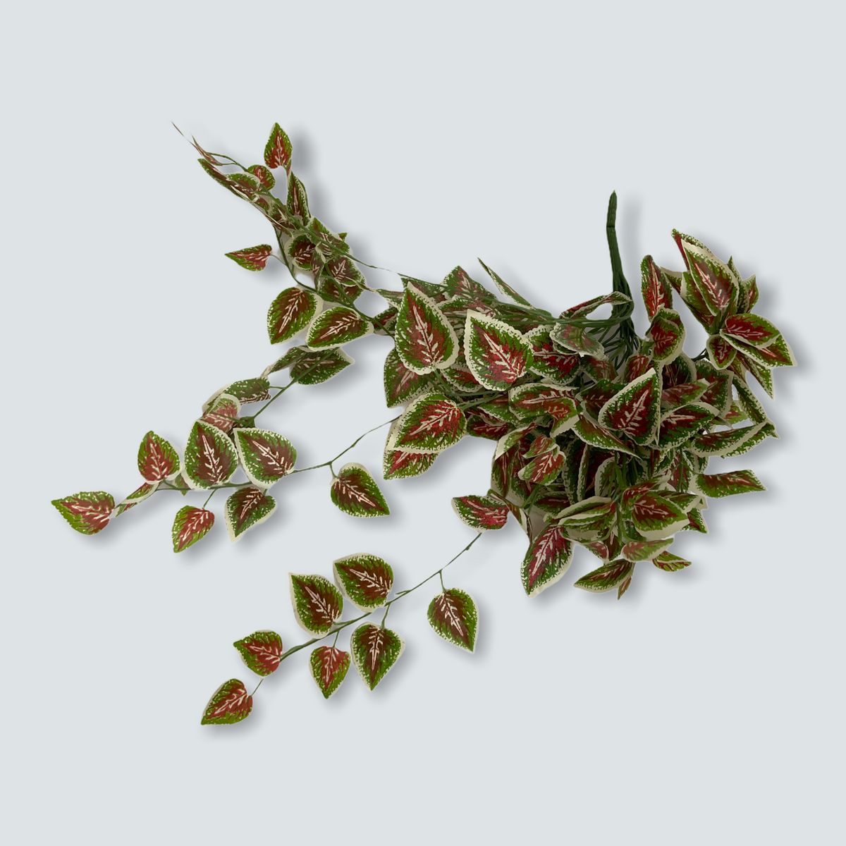 Outdoor Decoration Pellionia