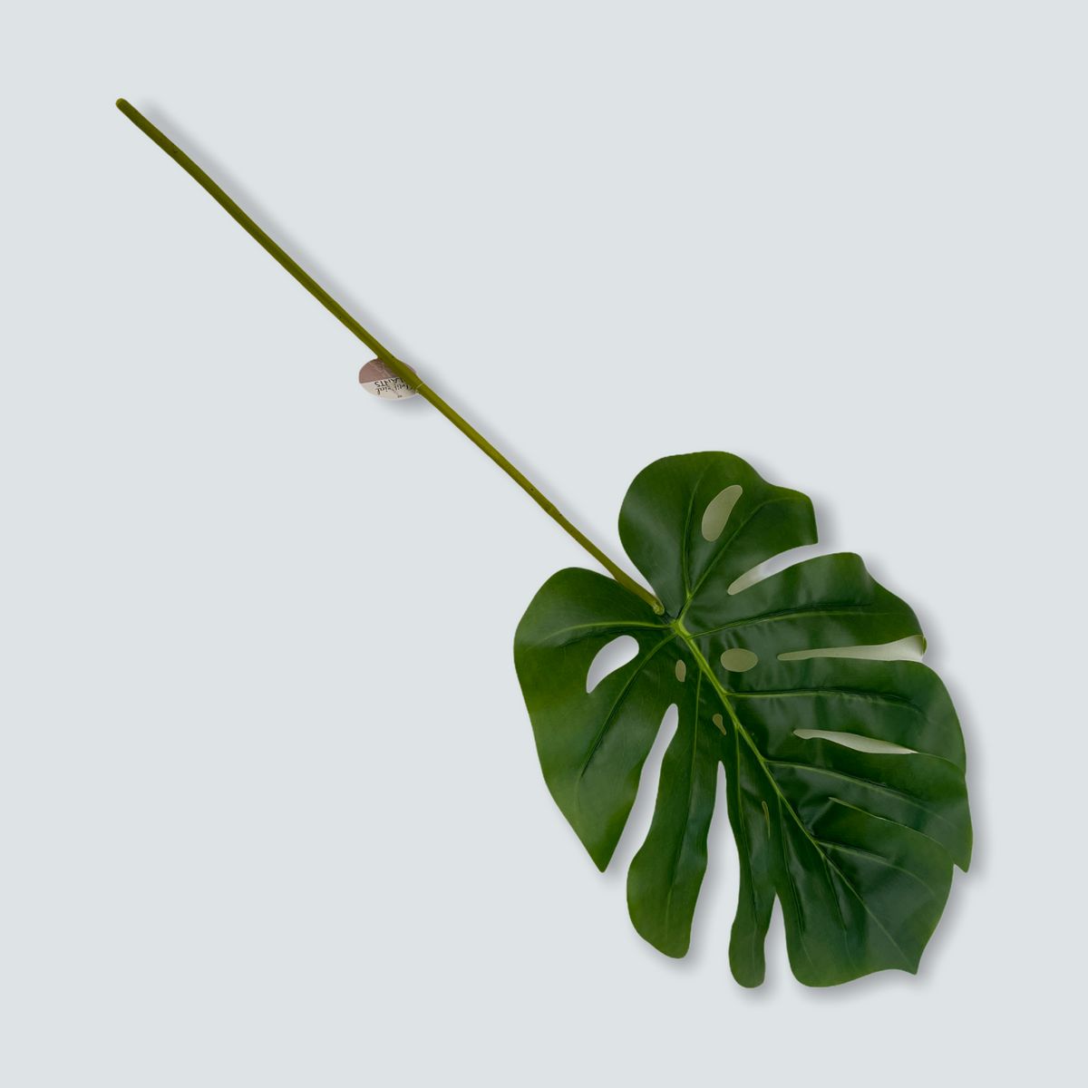 Outdoor Decoration Sansiveria